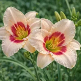 hemerocallis-brilliant-circle-liliowiec-kremowy-z-czerwonym-srodkiem-c2