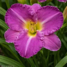 hemerocallis-entrapment-liliowiec-fuksja-rozowo-zolte-kwiaty-c2