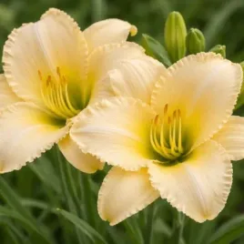 hemerocallis-everydaylily-cream-ver00112-pbr-liliowiec-kwiat-kremowo-zolt