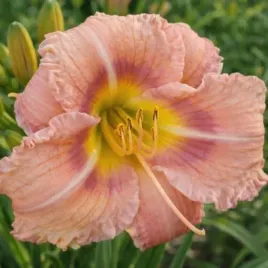 hemerocallis-everydaylily-rose-ver00198-pbr-liliowiec-kwiaty-rozowo-zolte