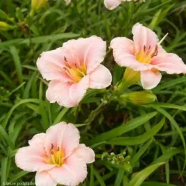 hemerocallis-little-anna-rosa-liliowiec-pudrowo-jasno-rozowe-kwiaty-c2