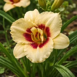 hemerocallis-longfields-angel-liliowiec-kwiat-kremowo-bordowe-bylina-c2