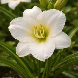 hemerocallis-moon-madonna-liliowiec-kwiat-bialo-zolty-c2