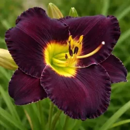 hemerocallis-paint-it-black-liliowiec-kwiat-ciemno-fioletowo-zolty-c2
