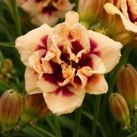 hemerocallis-roswitha-pelny-kwiat-kremowo-morelowo-pomaranczowy-c2