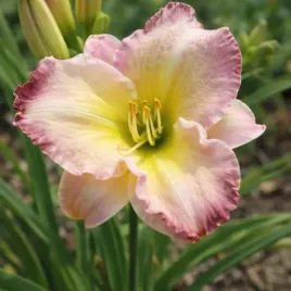 hemerocallis-seal-of-approval-liliowiec-kwiat-kremowo-rozowy-c2