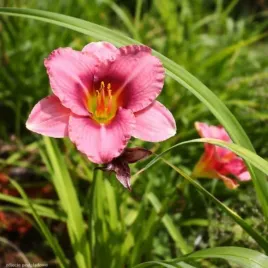 hemerocallis-siloam-grace-stamile-liliowiec-kwiat-czerwony-z-falbanka-c2