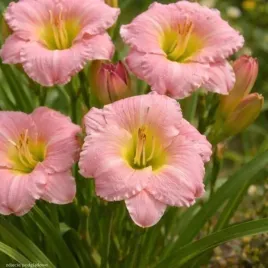 hemerocallis-soft-secrets-liliowiec-kwiat-blado-rozowy-bylina-do-ogrodu-c