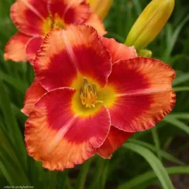 hemerocallis-spacecoast-firestarter-liliowiec-czerwono-zolty-bylina-c2