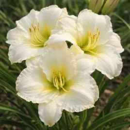 hemerocallis-spacecoast-white-out-liliowiec-kwiat-bialo-zolty-bylina-do-o