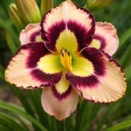 hemerocallis-spacecoast-sea-shells-liliowiec-rozowo-fioletowo-zolty-bylin