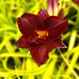 hemerocallis-una-semana-con-juan-liliowiec-fioletowo-bordowy-c2