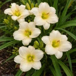 hemerocallis-white-lemonade-kwiat-bialo-zolte-bylina-do-ogrodu-c2