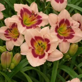 hemerocallis-wineberry-candy-kwiat-rozowo-czerwony-pachnacy-bylina-c2