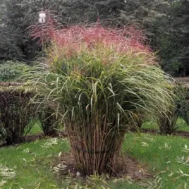 miscanthus-sinensis-ferner-osten-miskant-chinski-trawa-ozdobna-dekoracyjn