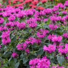 monarda-bee-you-bee-pure-monard0039-pysznoglowka-kwiat-fioletowo-rozowy-c