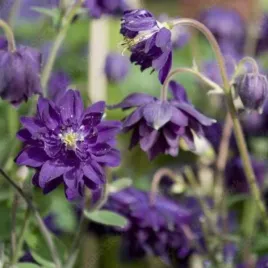 aquilegia-vulgaris-blue-barlow-orlik-pospolity-kwiat-niebieski-bylina-c2