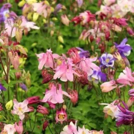aquilegia-biedermeier-orlik-kwiat-wielkokolorowy-rozno-kolorowy-bylina-c2