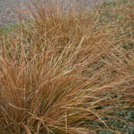 carex-buchananii-turzyca-lisc-waski-czerwony-wygiety-bylina-trawa-ozdobna-d