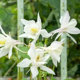 aquilegia-white-star-orlik-kwiat-bialy-bylina-do-ogrodu-c2