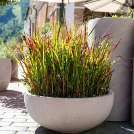 imperata-cylindrica-red-baron-imperata-cylindryczna-lisc-waski-czerwono-z
