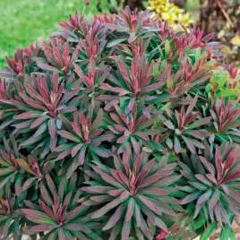 euphorbia-amygdaloides-ruby-glow-waleuphglo-wilczomlecz-migdalolistny-c2
