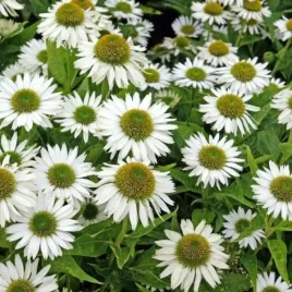 echinacea-purpurea-alba-jezowka-purpurowa-kwiat-bialy-c2