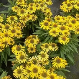 echinacea-fountain-yellow-jezowka-bylina-do-ogrodu-kwiat-zolty-c2