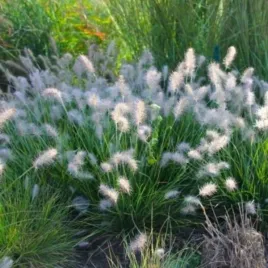 pennisetum-alopecuroides-little-bunny-rozplenica-japonska-kepa-trawa-ozdo