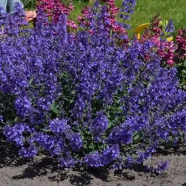 nepeta-kit-cat-kocimietka-lisc-szaro-zielony-kwiat-niebiesko-fioletowy-c2