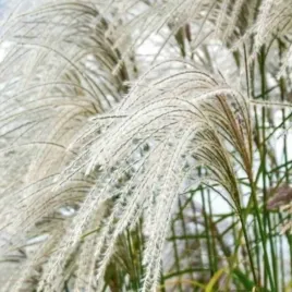 miscanthus-sinensis-heron-miskant-chinski-trawa-ozdobna-dekoracyjna-bylin