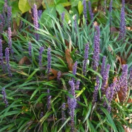 liriope-muscari-big-blue-liriope-szafirkowe-lisc-zielony-waski-kwiat-klos