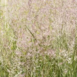 calamagrostis-acutiflora-overdam-trzcinnik-ostrokwiatowy-trawy-ozdobne-d