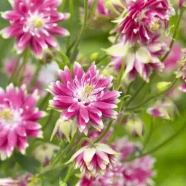 aquilegia-vulgaris-nora-barlow-orlik-pospolity-kwiat-rozowy-bylina-do-ogr