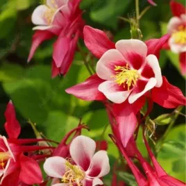 aquilegia-crimson-star-orlik-kwiat-czerwono-bialy-bylina-c2