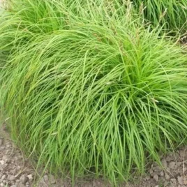 carex-caryophyllea-the-beatles-turzyca-wiosenna-trawa-kepa-zielona-c2