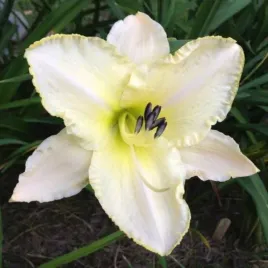 hemerocallis-arctic-snow-liliowiec-kwiaty-duze-bialo-zolte-bylina-do-ogro