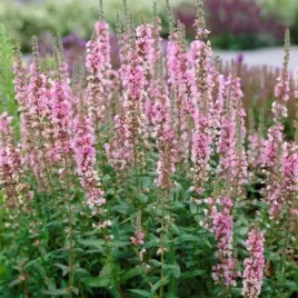 lythrum-salicaria-blush-krwawnica-pospolita-kwiaty-drobne-wysokie-rozowe