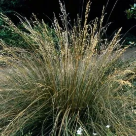 deschampsia-cespitosa-bronzeschleir-smialek-darniowy-bylina-ozdobna-deko