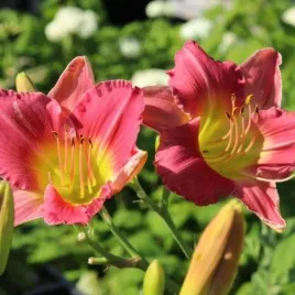 hemerocallis-final-touch-liliowiec-kwiat-silnie-pachnace-rozowo-zolte-c2