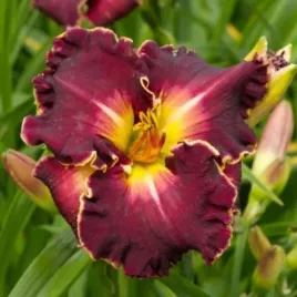 hemerocallis-excellent-liliowiec-kwiat-fioletowo-zolty-bylina-do-ogrodu
