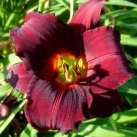 hemerocallis-gipsy-turtle-liliowiec-kwiat-ciemno-rozowo-bordowy-bylina-c2