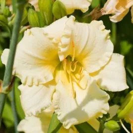 hemerocallis-longfields-pearl-liliowiec-kwiat-kremowo-zolty-bylina-c2