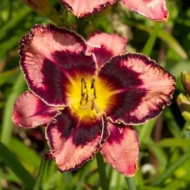 hemerocallis-simmons-overture-liliowiec-kwiat-rozowo-bordowy-bylina-c2