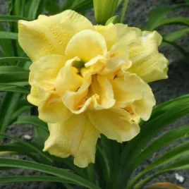 hemerocallis-yellow-submarine-liliowiec-kwiat-zolty-z-falbankami-bylina-c