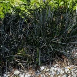 ophiopogon-planiscapus-niger-konwalik-plaskopedowy-kwiat-fioletowy-c2