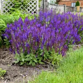 salvia-carina-szalwia-kwiat-fioletowy-bylina-do-ogrodu-c15