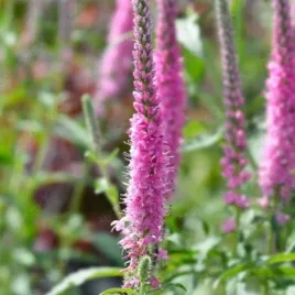 veronica-spicata-rosa-zwerg-przetacznik-klosowy-kwiat-rozowe-wiechy-c15