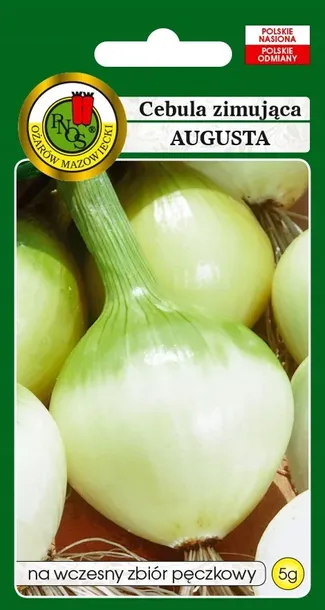 cebula-zimujaca-augusta-5g
