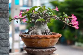 adenium-ansu-mini-baobab-roza-pustyni-p12